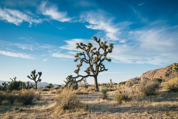 Joshua tree national park - The Top Places to visit in California