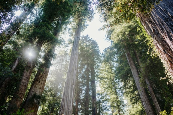 Redwood National Park - The Top Places to visit in California