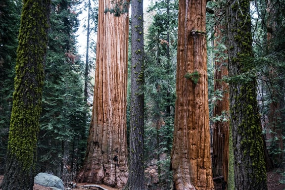 Sequoia National Park - The Top Places to visit in California