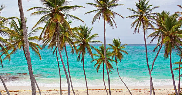 Flights from San Diego - International to Bonaire - Flamingo
