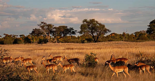 Flights from Lubumbashi to Harare