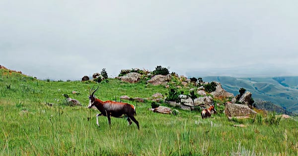 Flyg Manzini