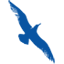 Cape Air